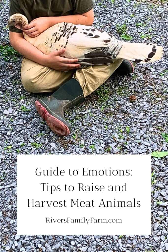 Little boy sitting down on a gravel driveway and petting a white turkey, who has her head laying down in his lap. The turkey is asleep while the little boy pets her. The title is "Guide to Emotions: Tips to Raise and Harvest Meat Animals" by Rivers Family Farm.