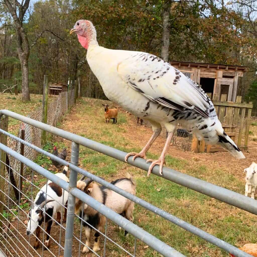 White turkey perched on a metal gate. The background shows dwarf goats.