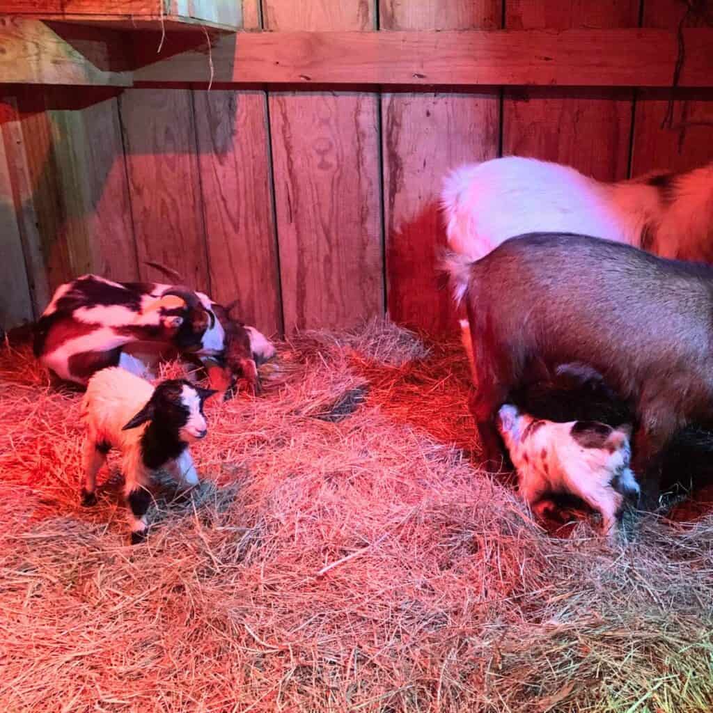 New baby goats in a barn with hay flooring.