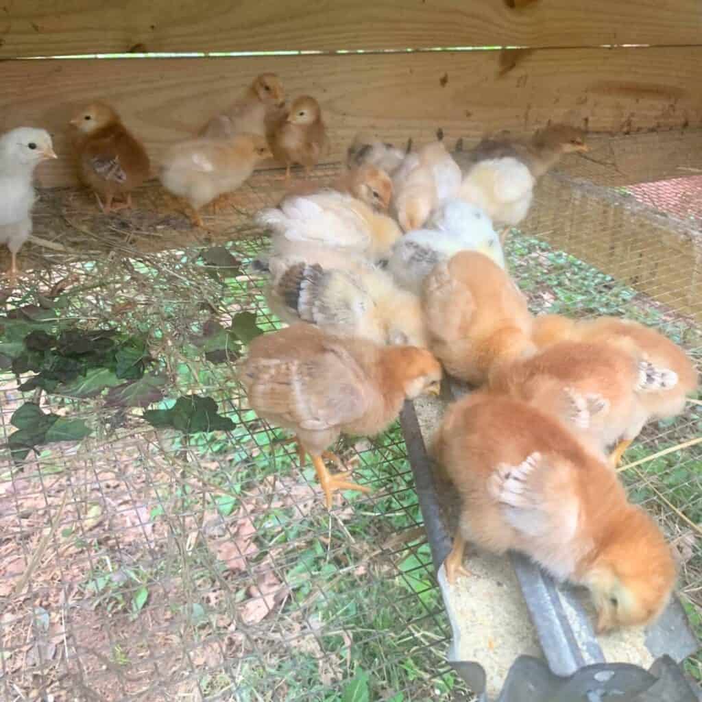 Baby chickens in a brooder with a hardware cloth floor. The babies are eating from a food trough.