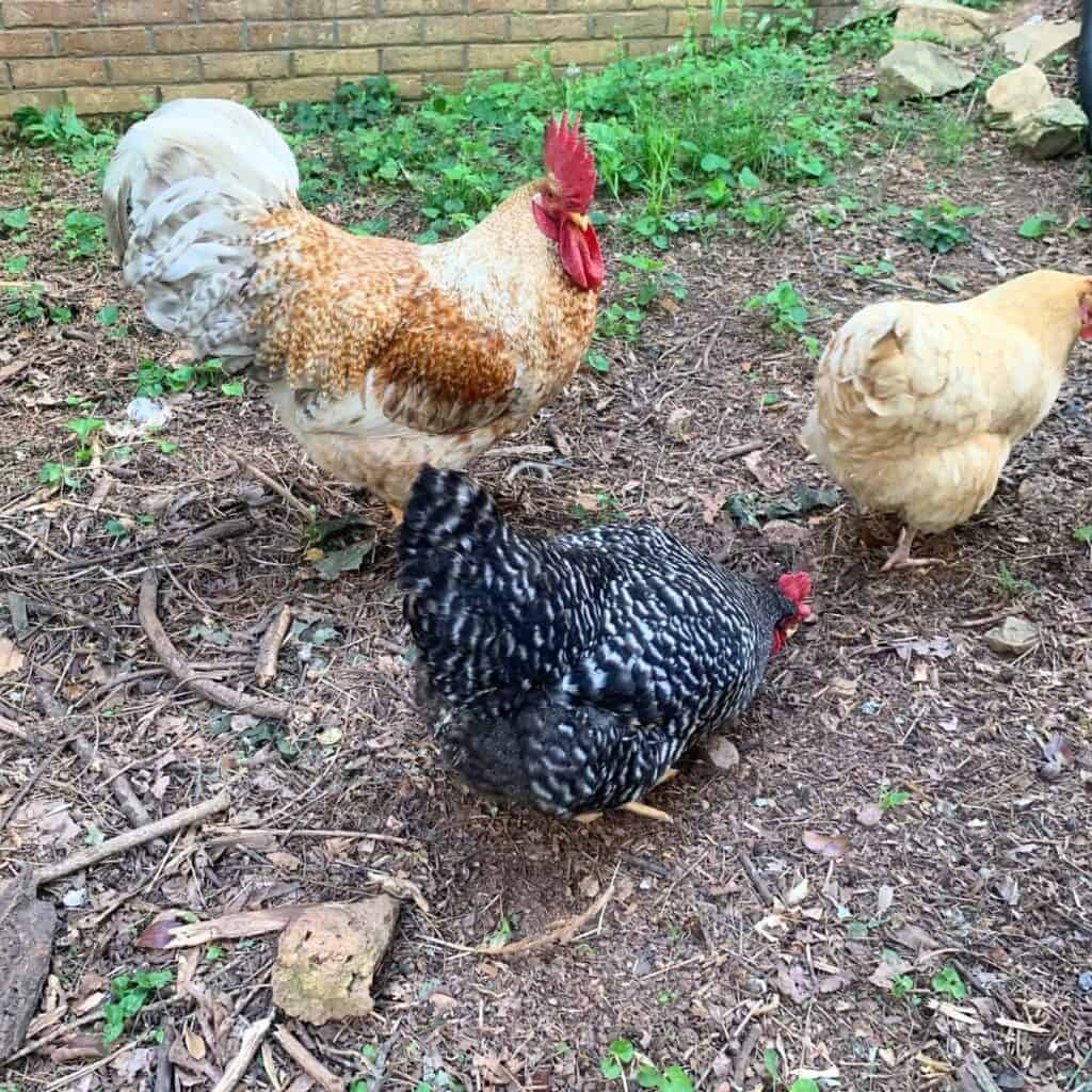 Yellow and white rooster watching over two hens, one black and one light yellow.