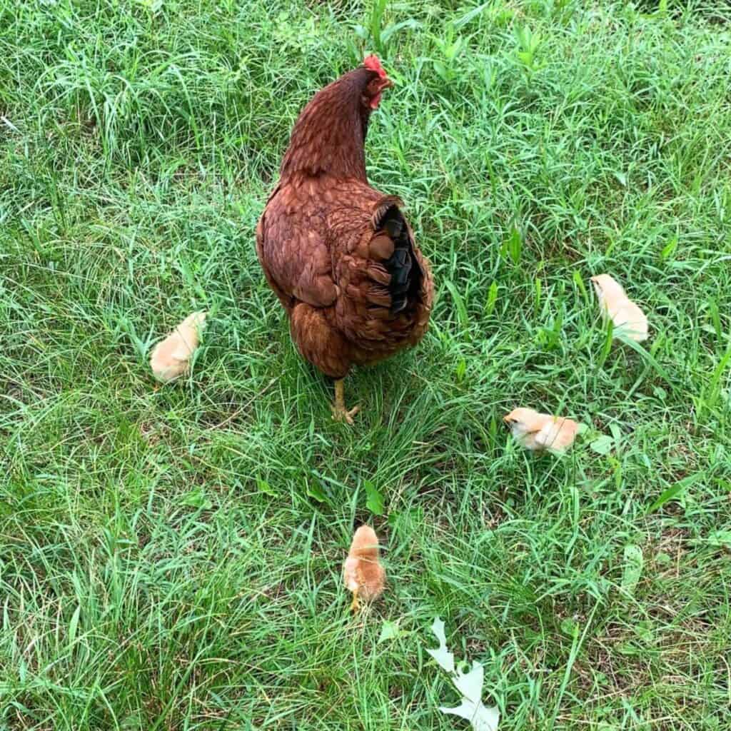 Red hen walking on green grass and followed by four yellow baby chicks.