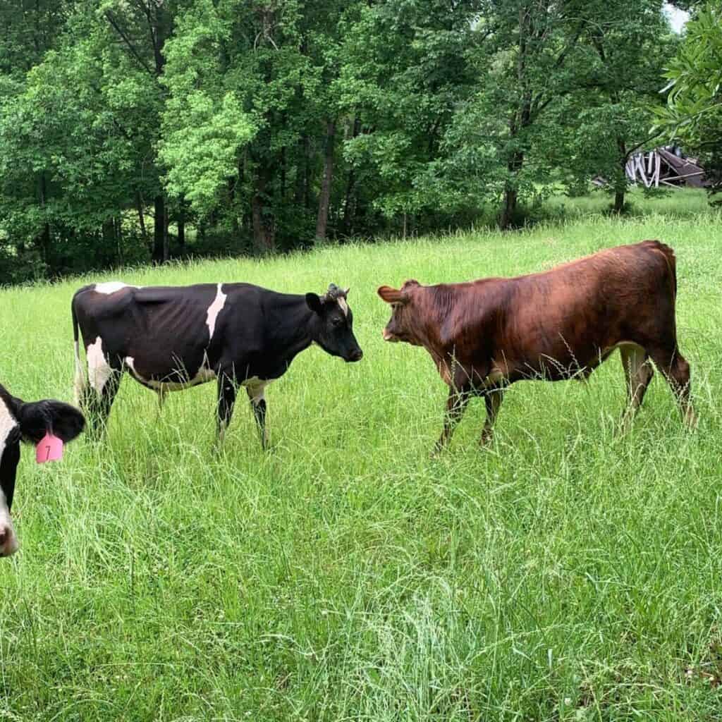 Cows in a green pasture.