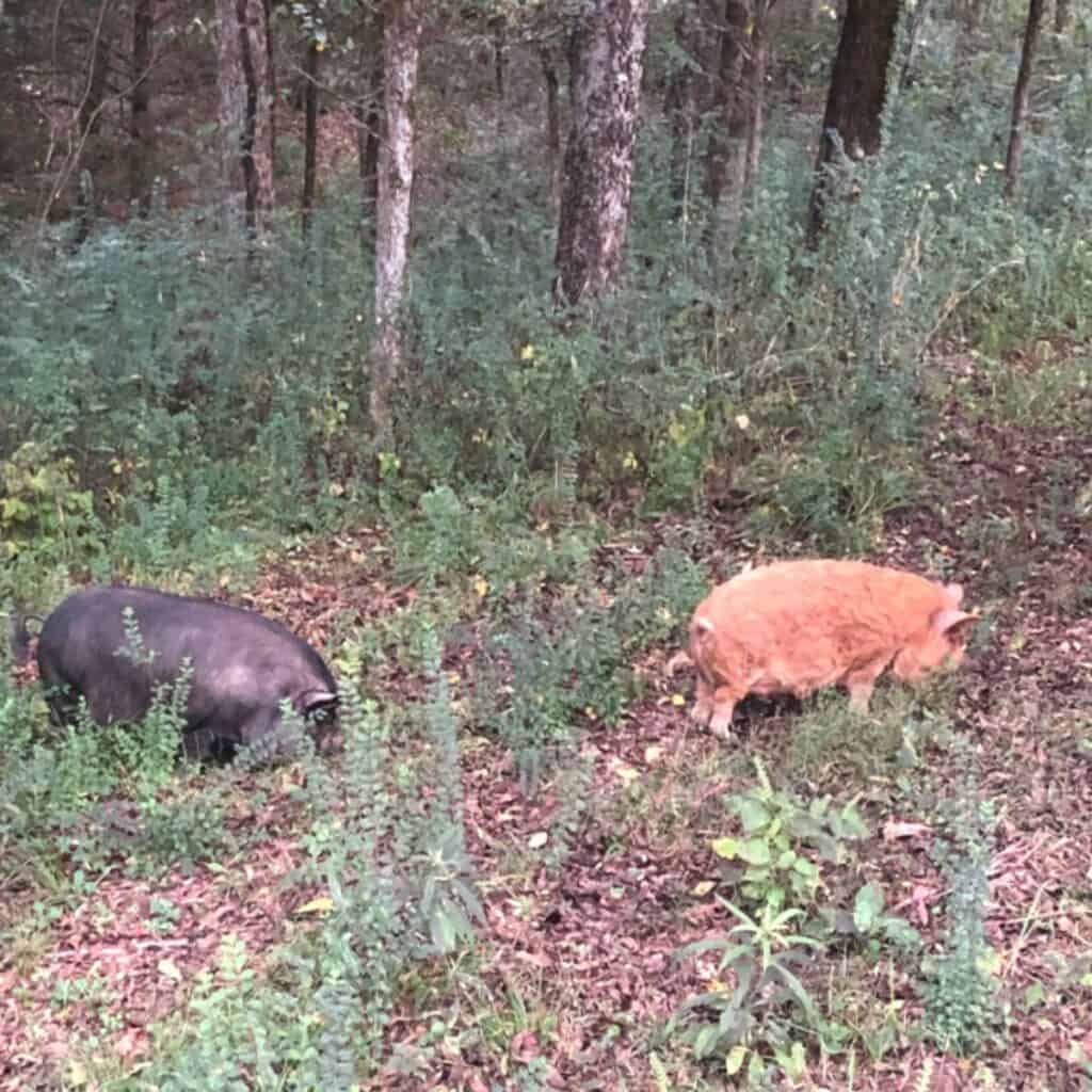 A black pig and a tan pig foraging for food in the woods.