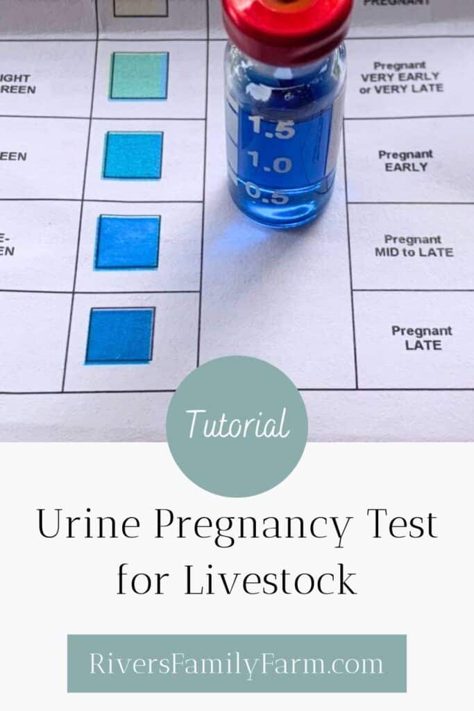 A urine home pregnancy test vial for livestock that has reacted to the solution and changed it to a dark blue color. The title is "Tutorial: Urine Pregnancy Test for Livestock by Rivers Family Farm."