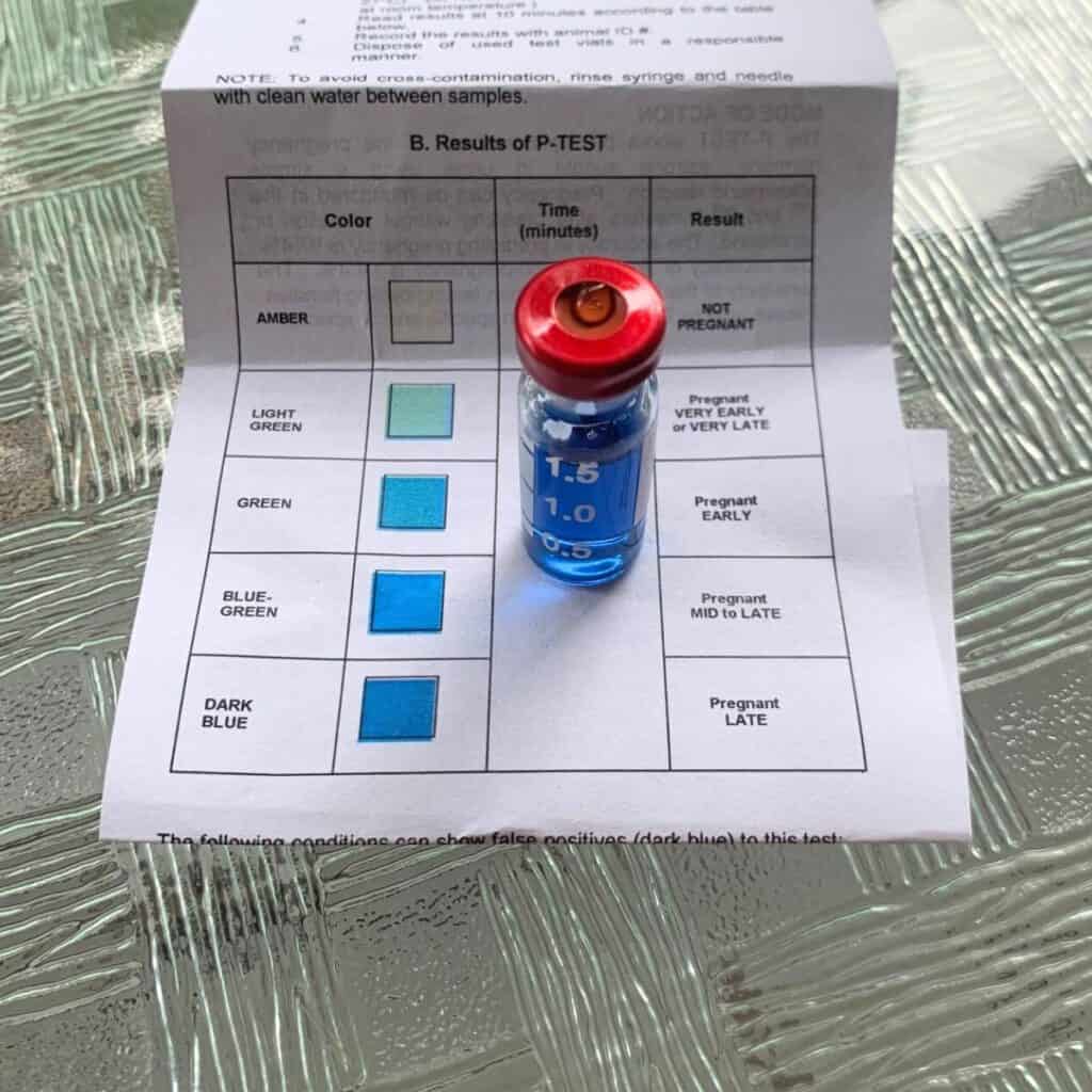 A home pregnancy test vial sitting on white paper instructions. The dark blue color inside the vial corresponds to the test key for "early pregnancy."