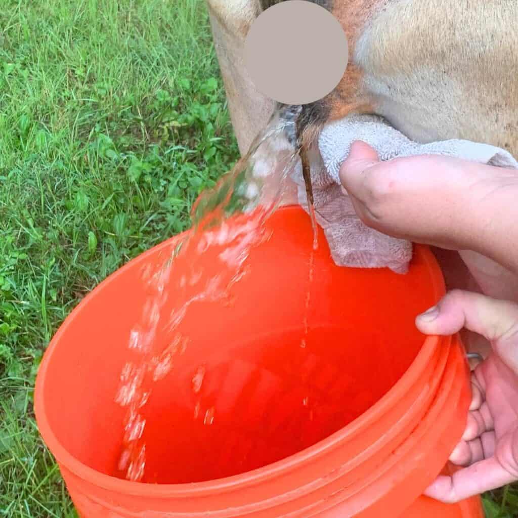 Woman rubbing the rear of a cow with a white rag. She is holding an orange 5-gallon bucket and capturing urine.