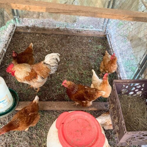 How much space do chickens need in a chicken coop? Rivers Family Farm