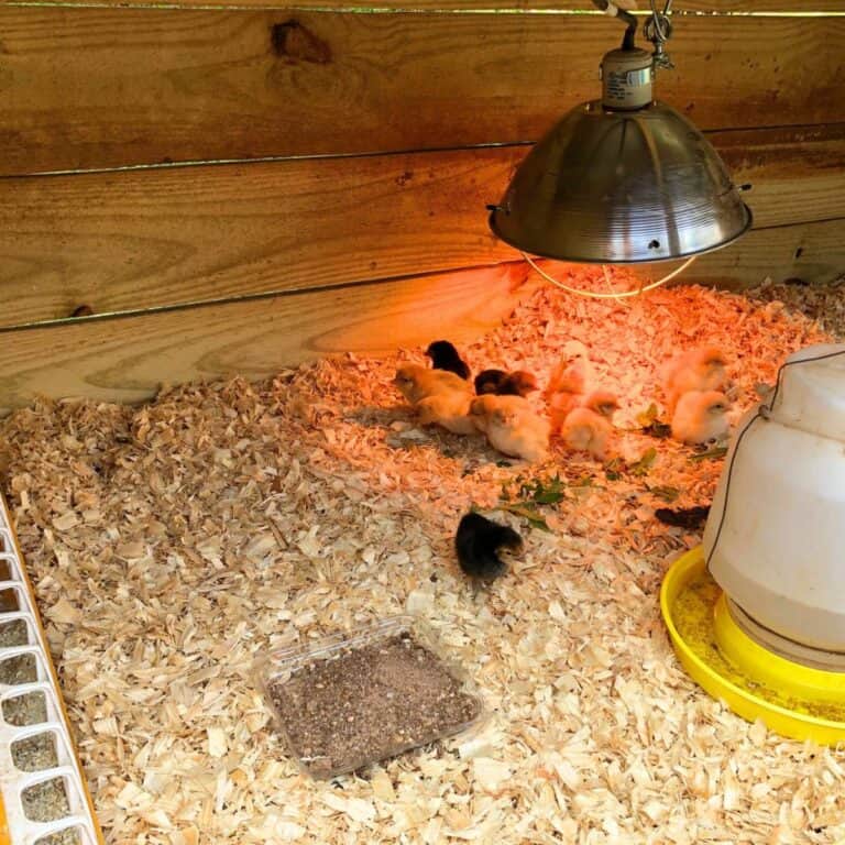 Several different colors of tiny day-old baby chickens inside a brooder with pine shavings on the floor, a clear plastic container of grit, a white feed tray, yellow and clear water container, and a heat lamp hanging down from the ceiling.