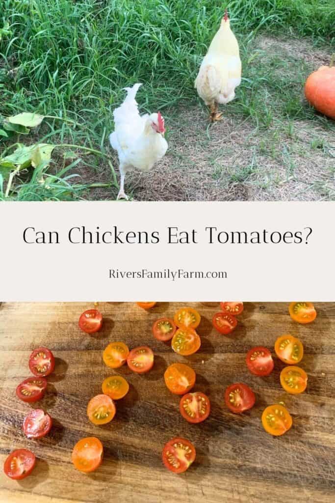 Two white chickens walking outside and a second picture of red and orange cherry tomatoes cut open on a wooden cutting board. The title is "Can Chickens Eat Tomatoes" by Rivers Family Farm.