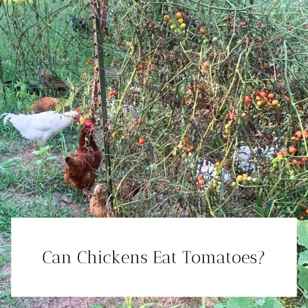 Chickens walking around in a late summer garden with withered tomato vines full of ripened red and orange tomatoes. The chickens are eating the tomatoes.