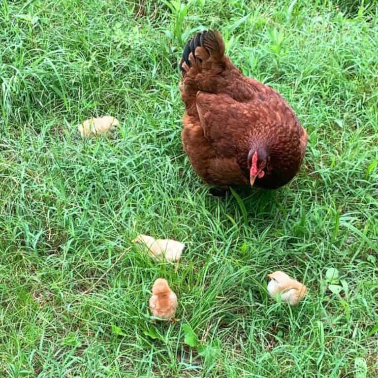 A red hen walking with four yellow baby chickens through green grass.