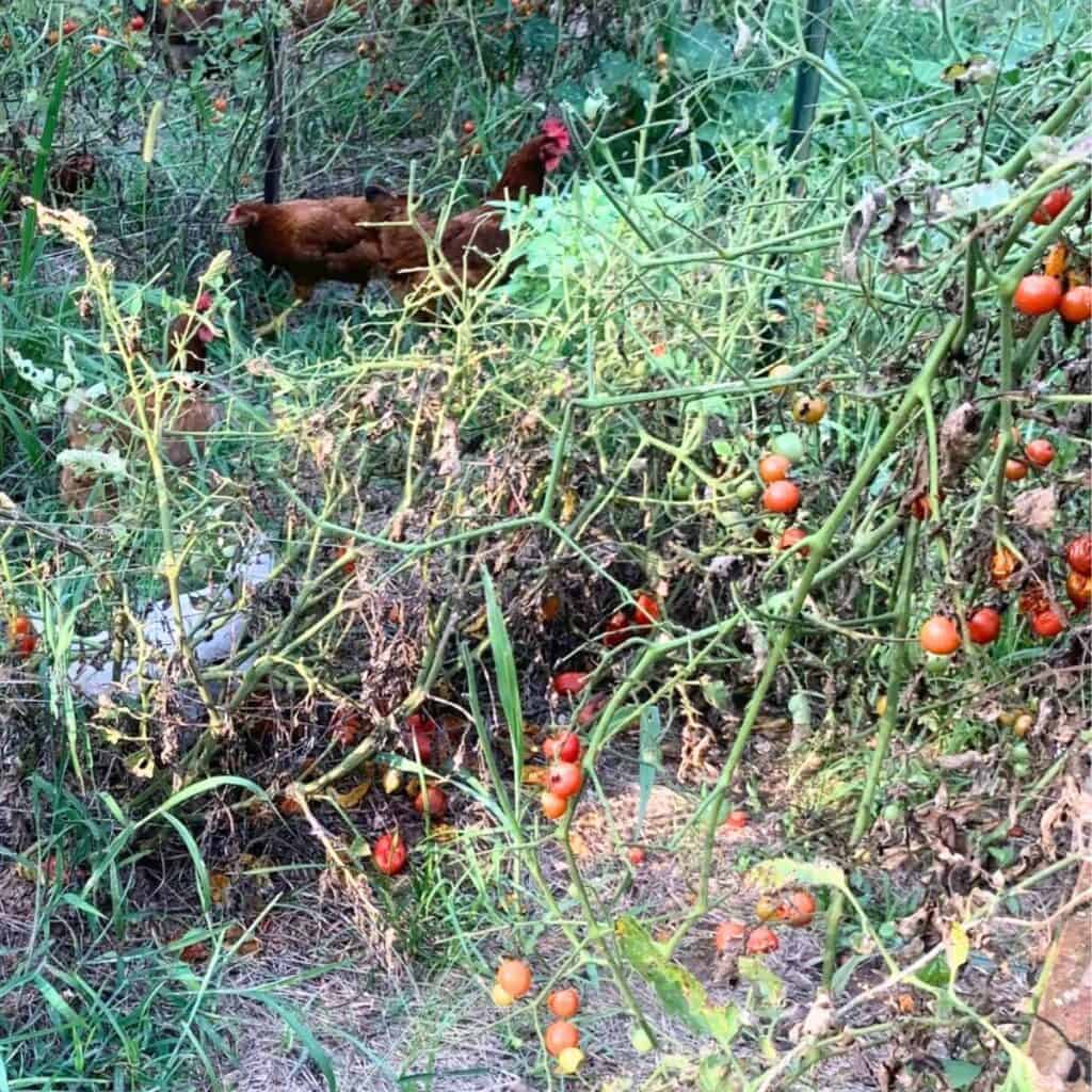 Chickens walking around in a garden next to tomato plants. The chickens are eating the tomatoes.