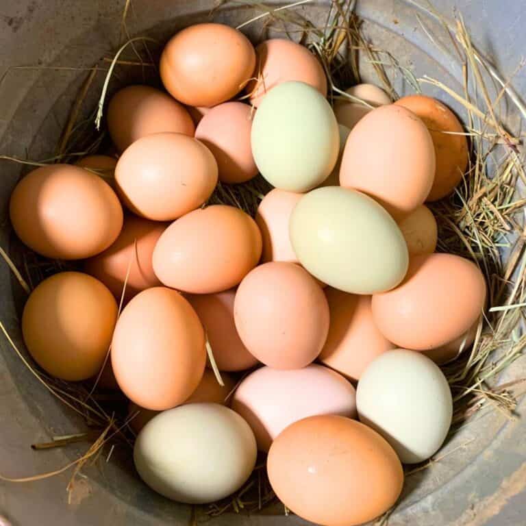 Green, white, and brown farm fresh eggs piled into a galvanized bucket lined with hay.