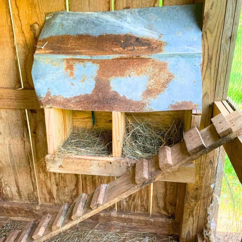 A clean chicken coop with wood ladder next to two nesting boxes with hay.