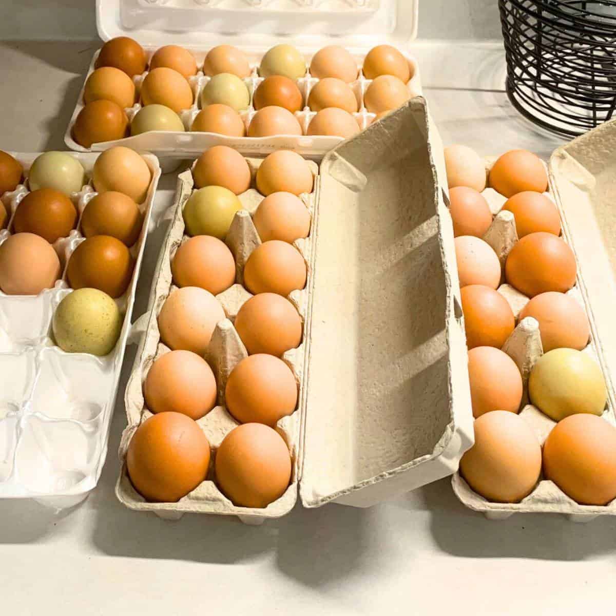 Clean eggs in clean egg containers on a counter.