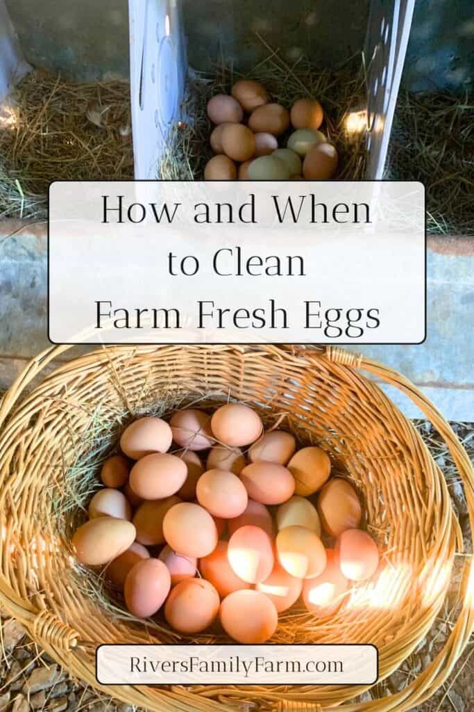 A wicker basket of farm eggs next to a nesting box of multi colored eggs. The title is "How and When to Clean Farm Fresh Eggs" by Rivers Family Farm.