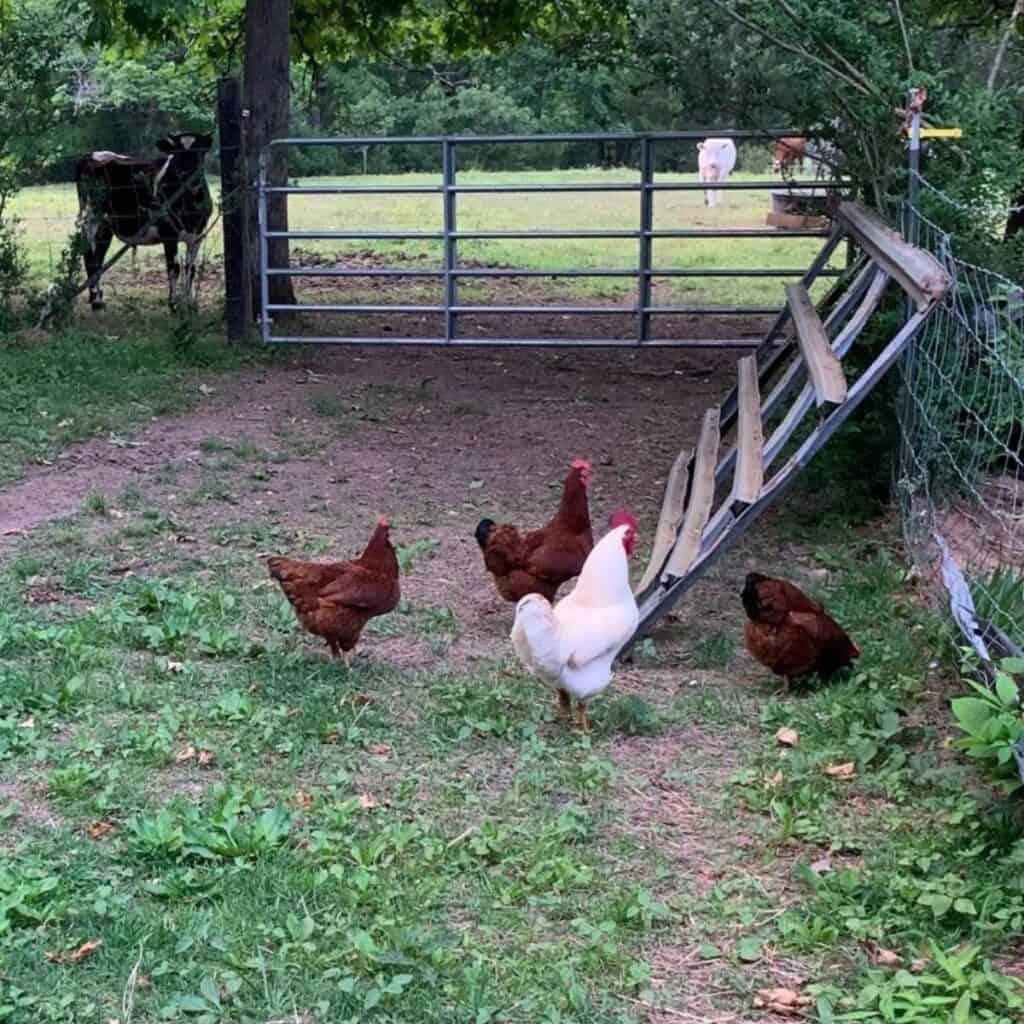 Three red hens and a white rooster walking in green pasture next to a fence.