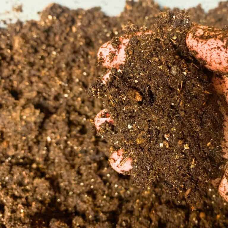 Woman holding a clump of soil mixed with worm castings in her hands.