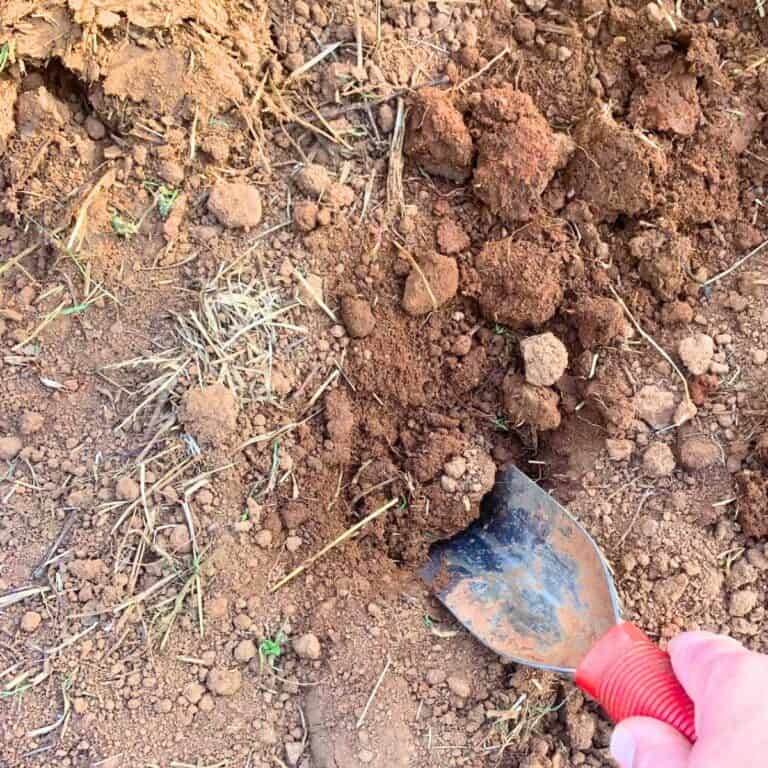 Woman digging in red clay garden with red handled shovel.