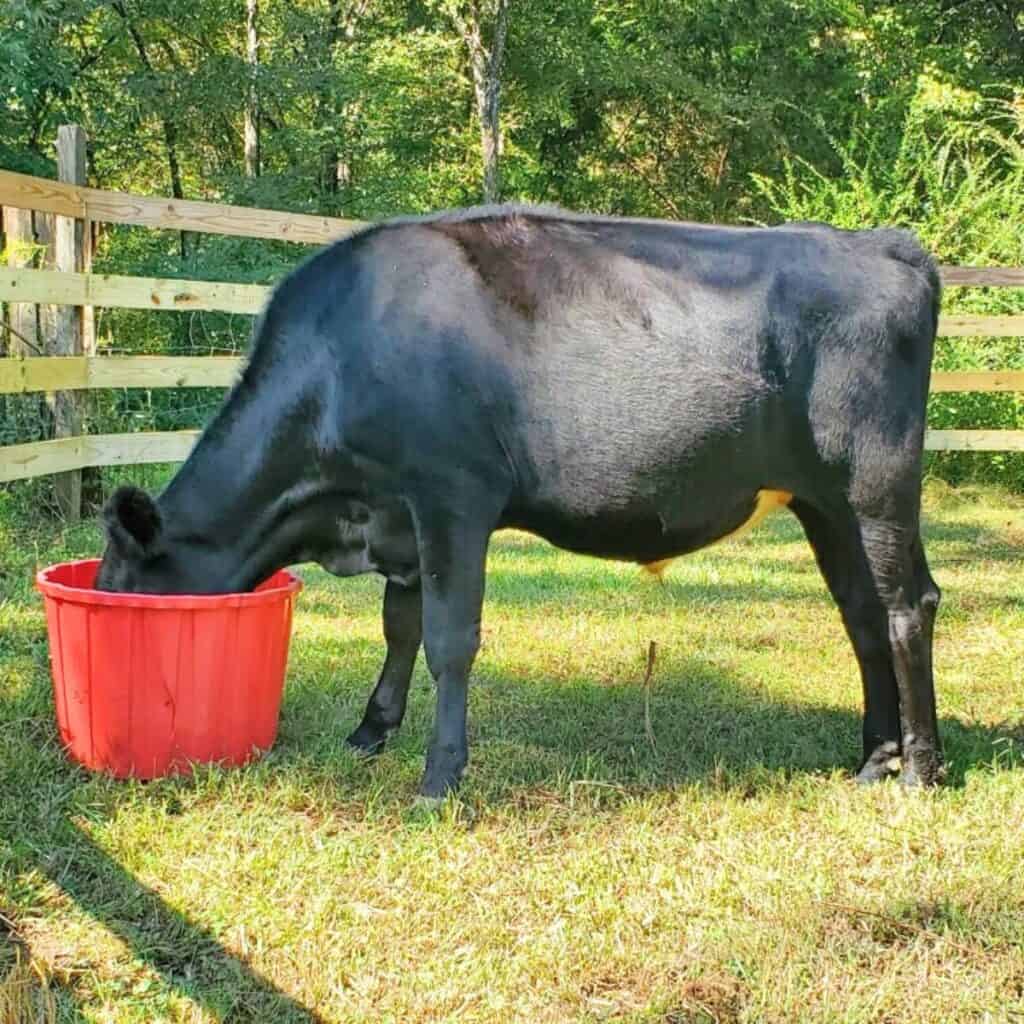 Beef cow steer on green pasture with his head in a red bucket eating alfalfa pellets.