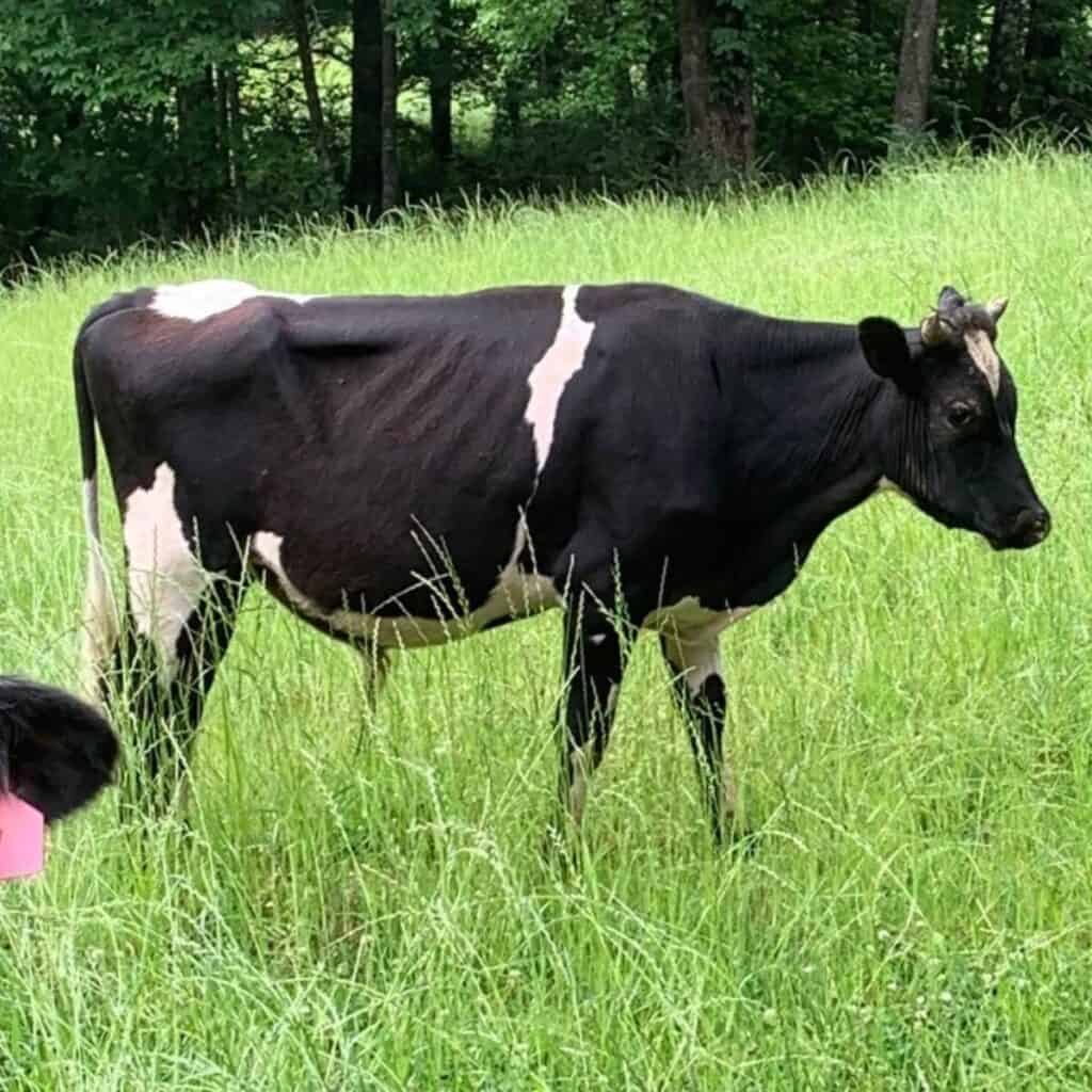 Dairy cow steer grazing in green pasture.