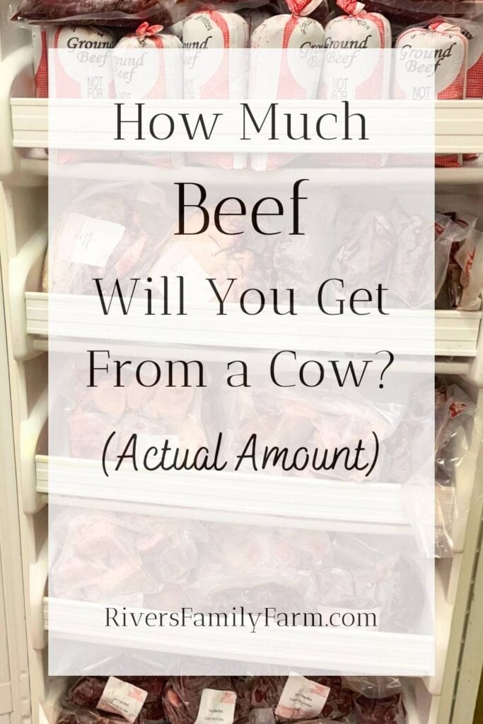 White upright freezer with the door open, showing it is filled with frozen cuts of beef. The title is "How Much Beef Will You Get From a Cow? Actual Amount" by Rivers Family Farm.