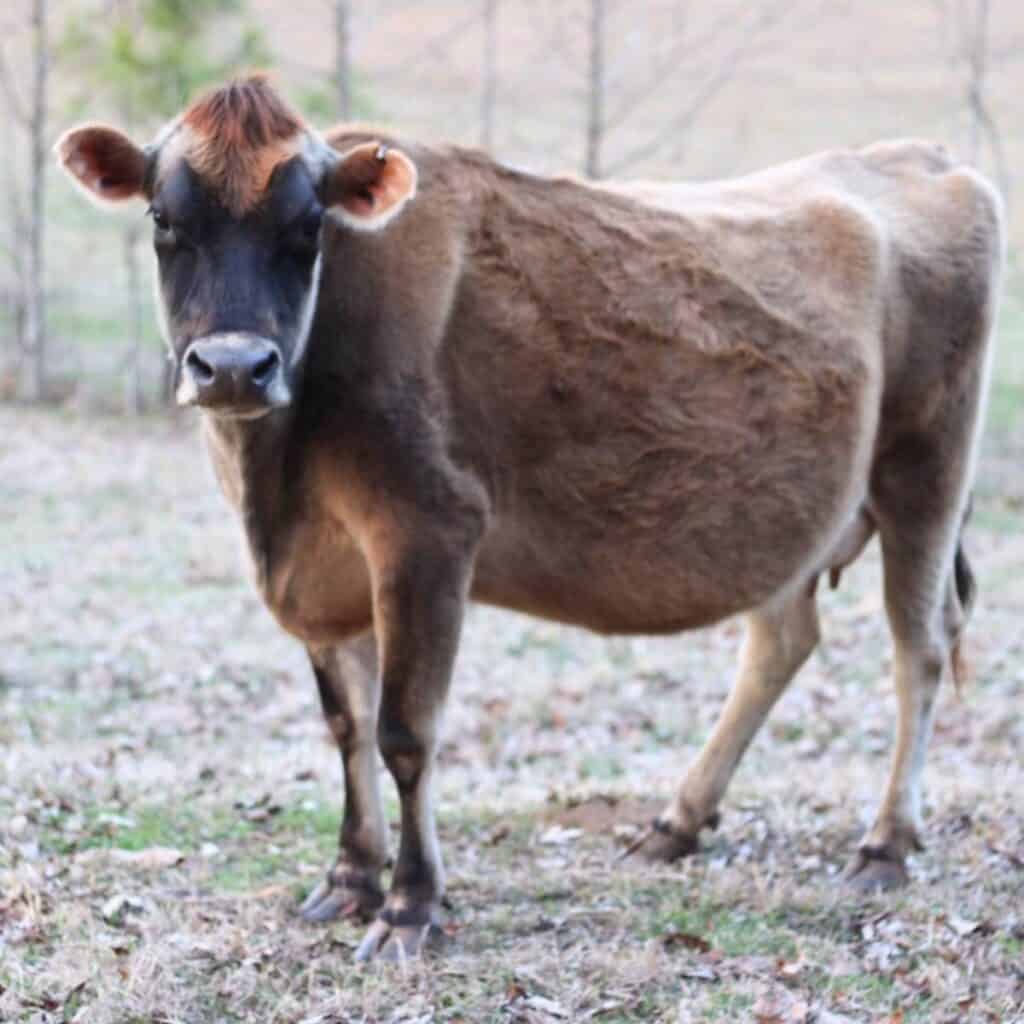 A Jersey dairy cow standing in a pasture.