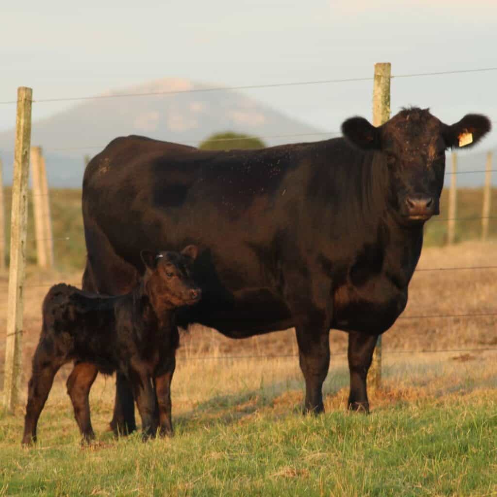 Black American Aberdeen Angus cow and her calf, standing in a pasture.