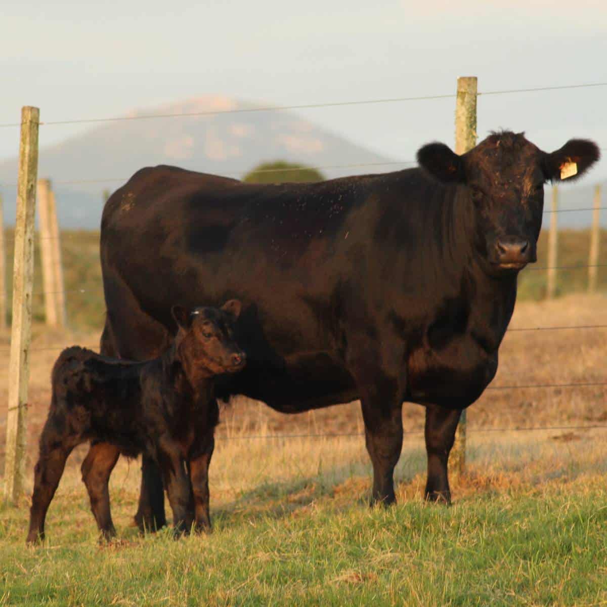 How Many Steaks Are In A Beef Cow Our Numbers Rivers Family Farm how-many-steaks-are-in-a-beef-cow-our-numbers-rivers-family-farm