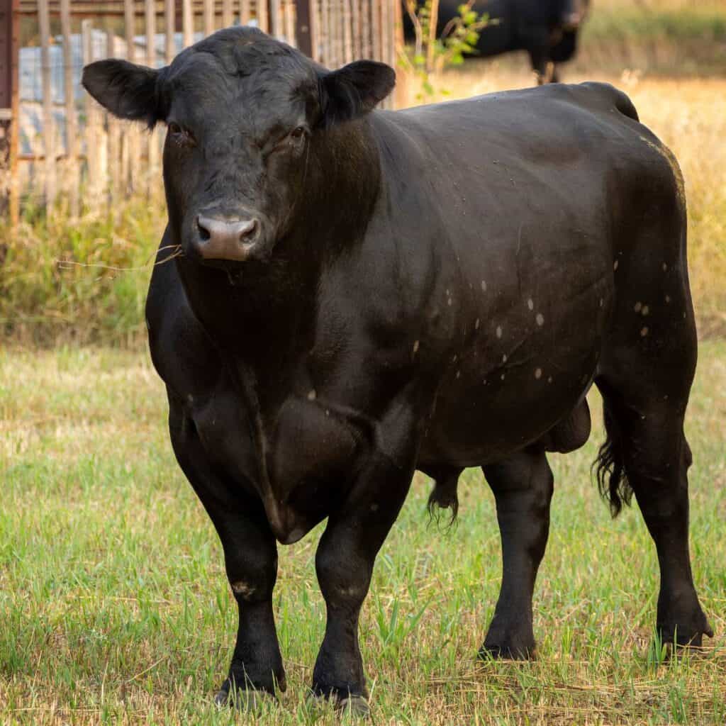 Black Angus bull in a pasture.