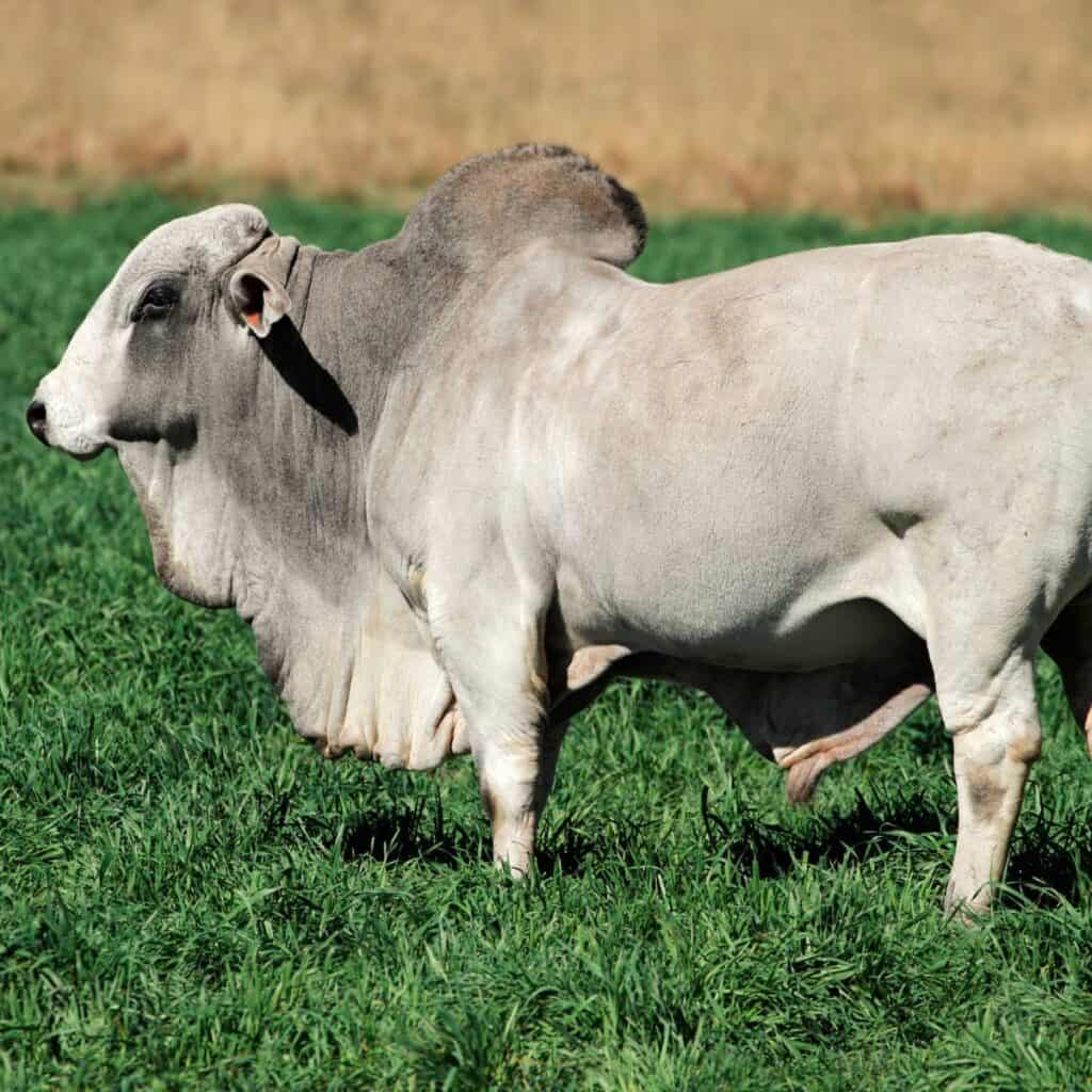 White Brahman bull on pasture.