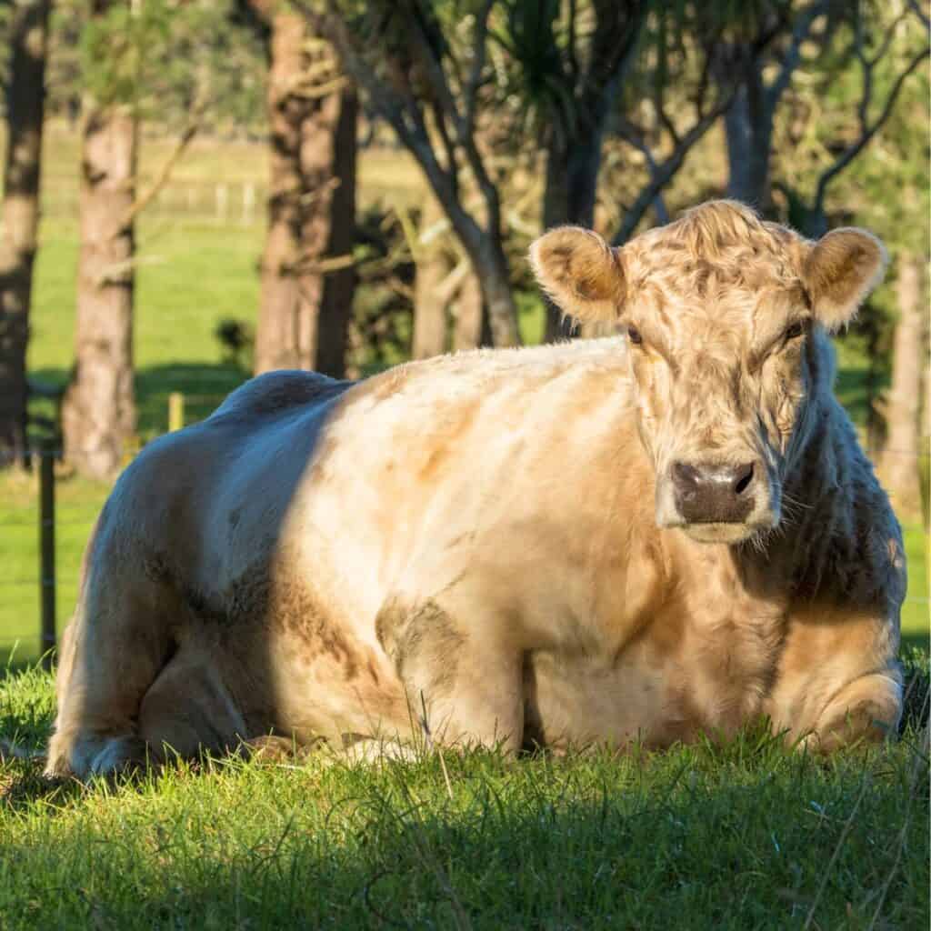 Creamy yellow Charolais cow laying down in pasture.
