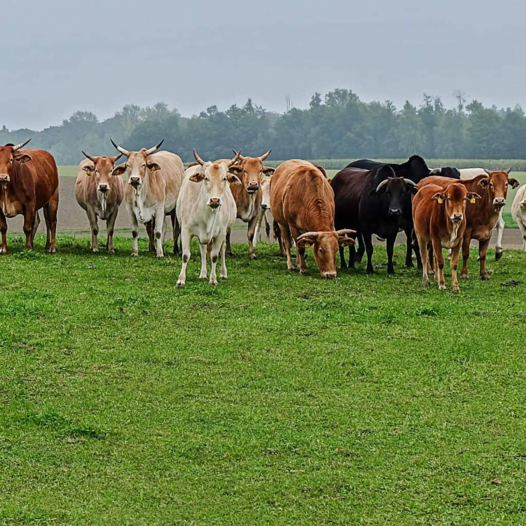 A herd of white, creamy yellow, brown, and black Dexter cattle in green pasture.