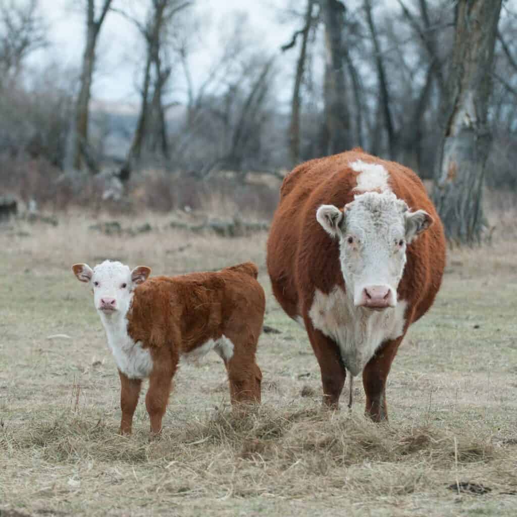 A red and white Hereford mama cow with her baby in a pasture.
