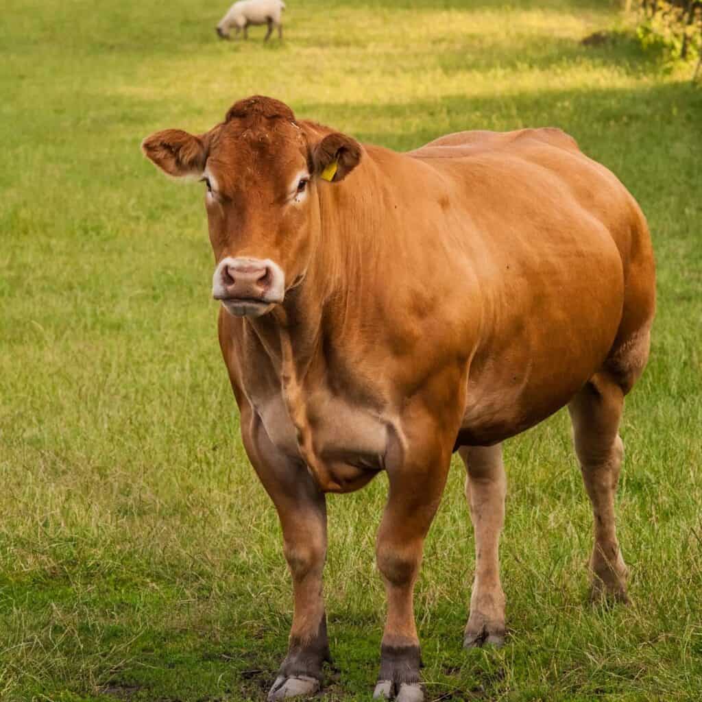 A brown Limousin cow standing in a green pasture.