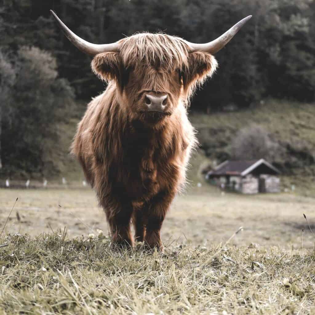 A brown Scottish Highlands cow standing in a pasture.