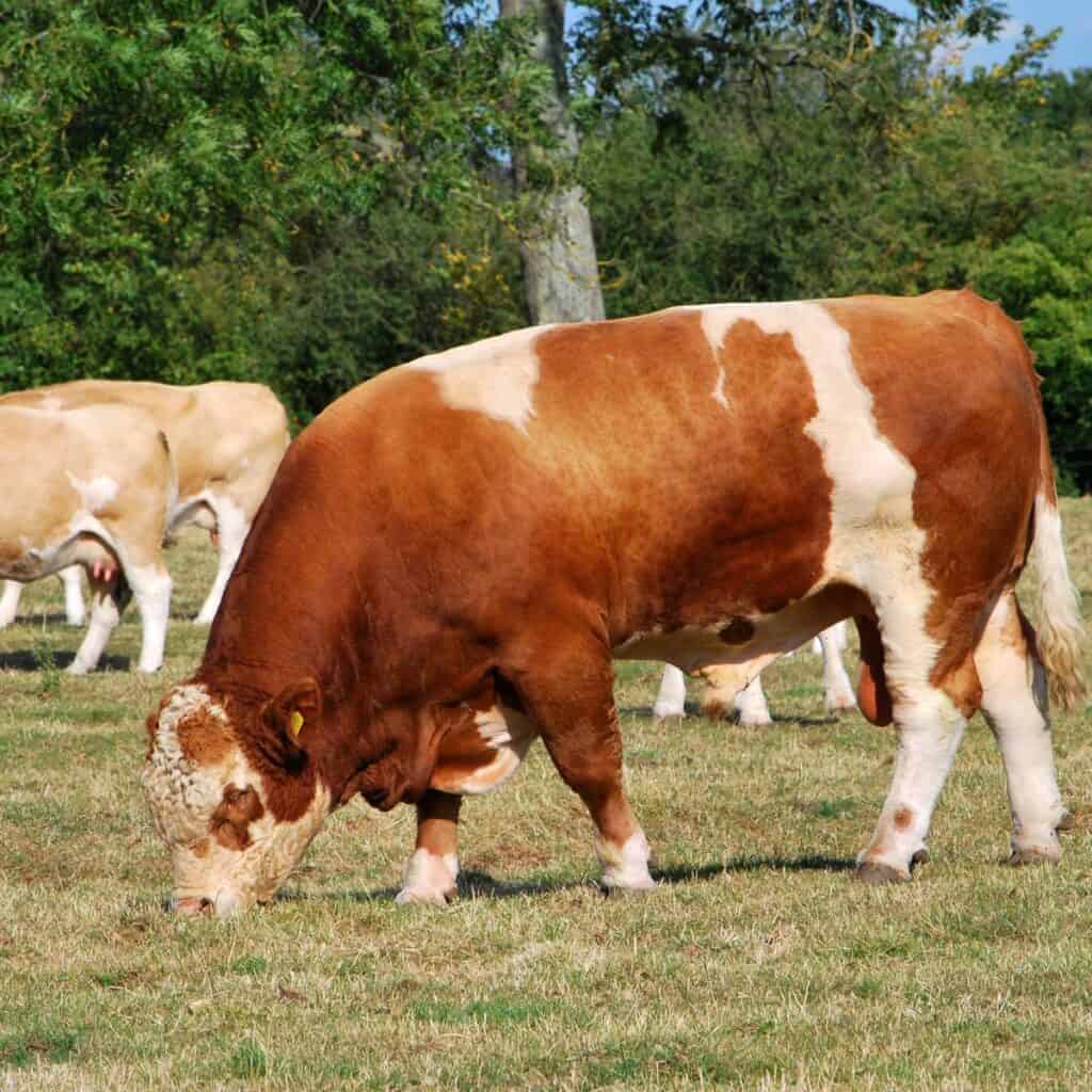 Simmental bull eating grass in a green pasture.