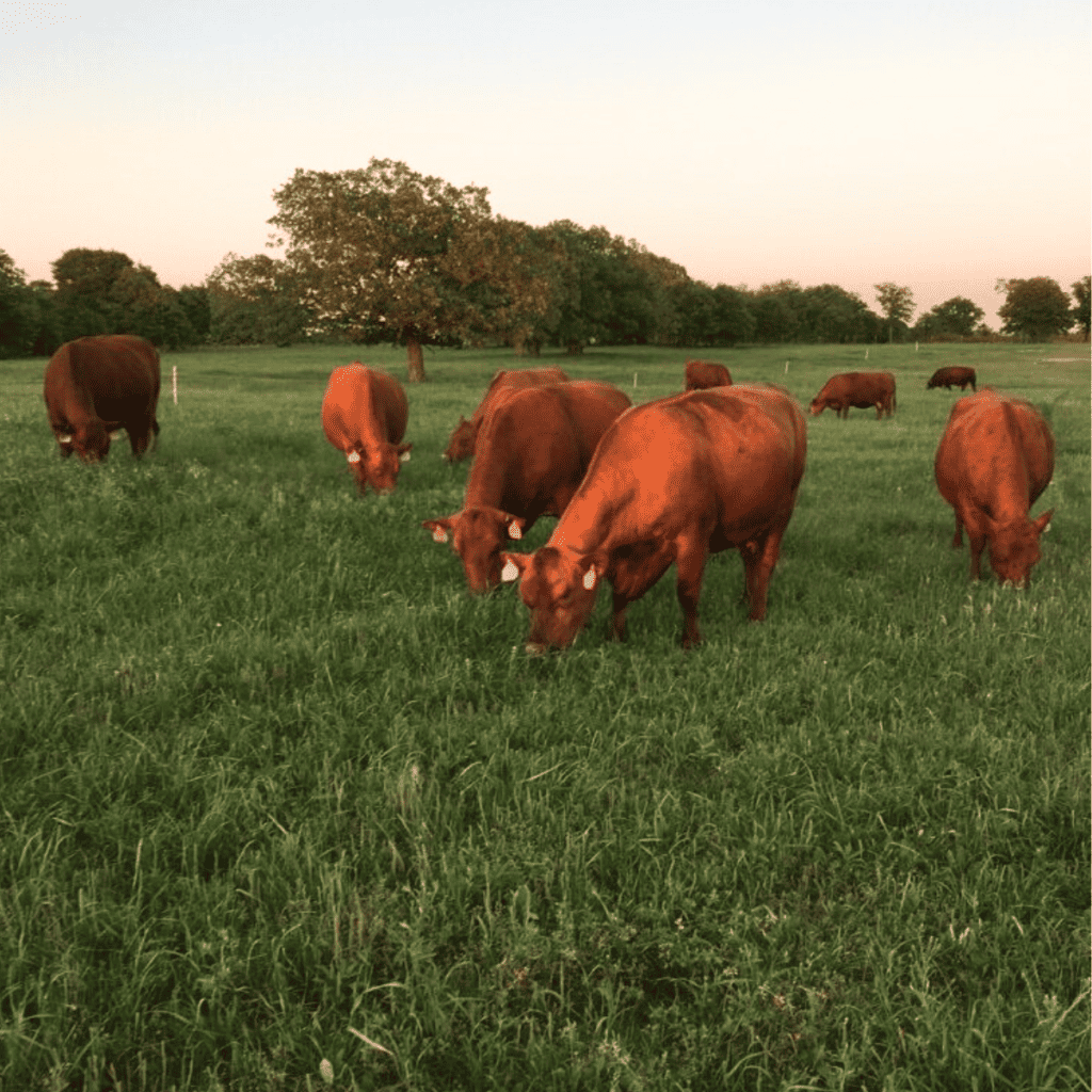 A herd of red South Poll cattle grazing in a green pasture.