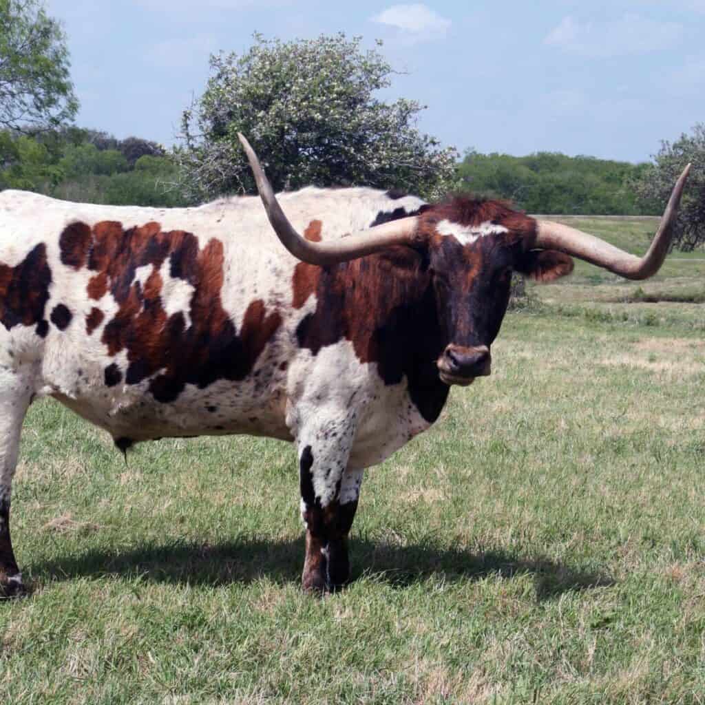 Red and white Texas Longhorn bull standing on a pasture.