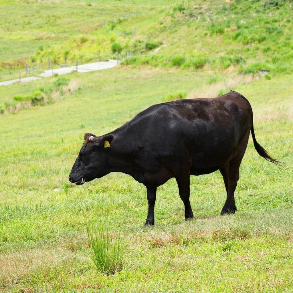 Black Wagyu beef cow standing in a green pasture.