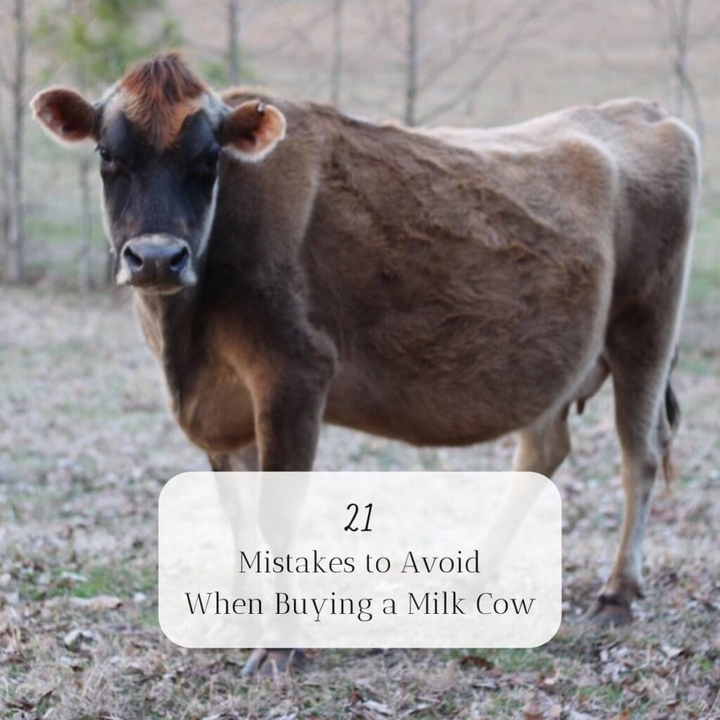 A Jersey milk cow standing in a field. The title is "21 Mistakes to Avoid When Buying a Milk Cow."