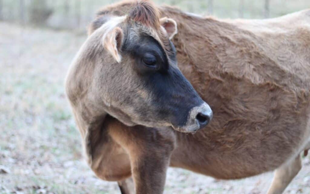 A Jersey milk cow standing in a field and looking over her shoulder.