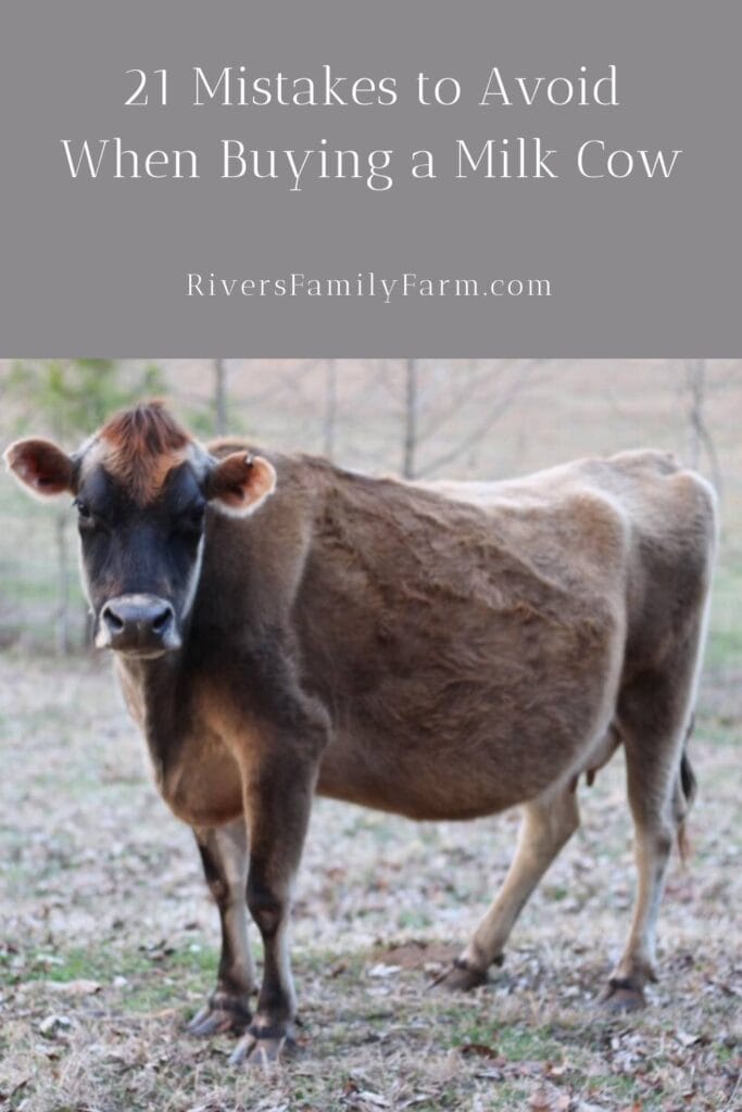 A jersey milk cow standing in a field and looking at the camera. The title is "21 Mistakes to Avoid When Buying a Milk Cow" by Rivers Family Farm.