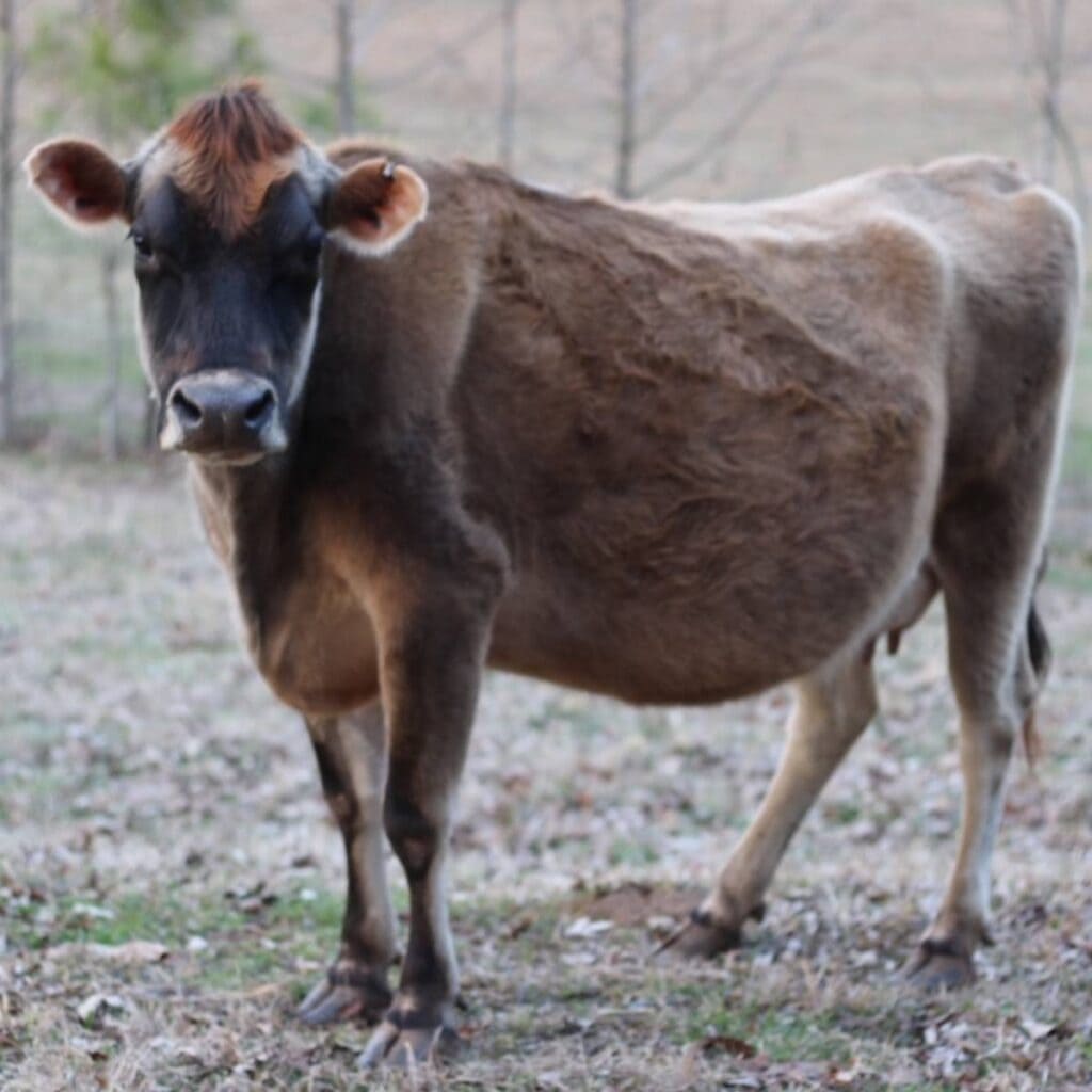 A Jersey milk cow standing in a field and looking at the camera.