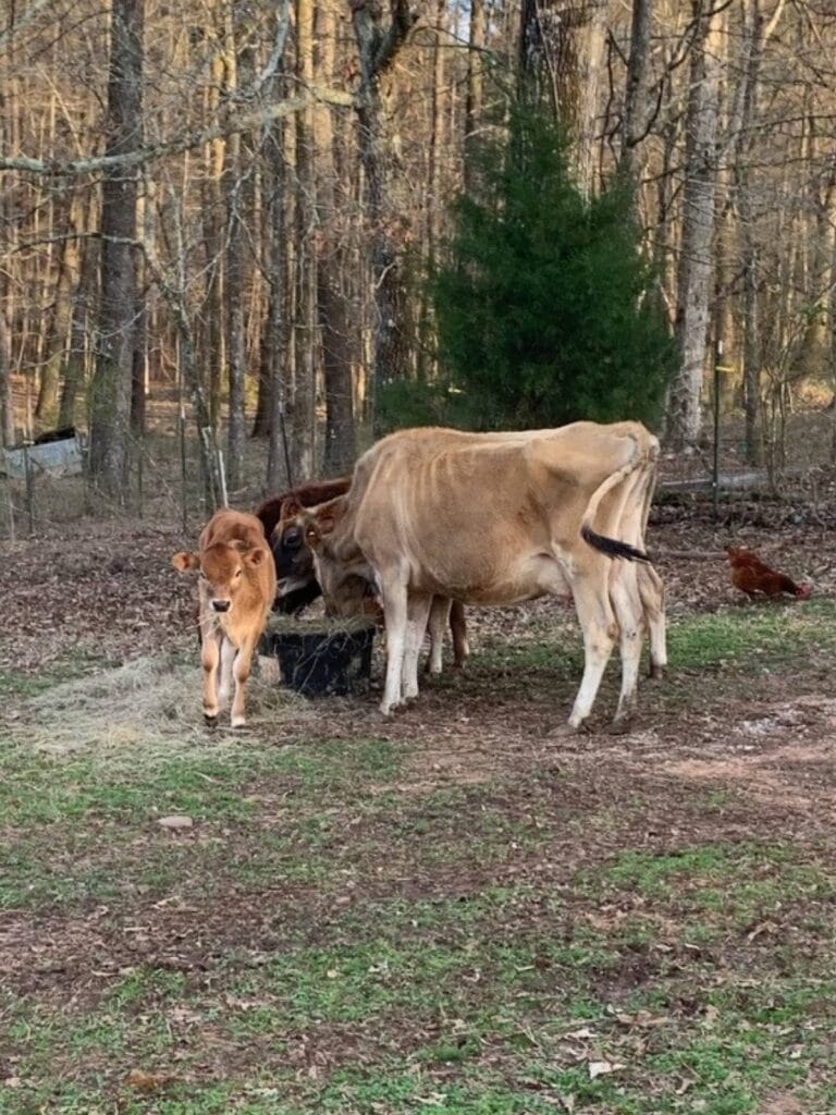 Two Jersey milk cows and a heifer calf standing in a pasture eating some hay from a black tub.