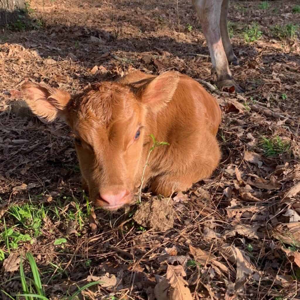 A young Jersey heifer calf laying down on leaves.