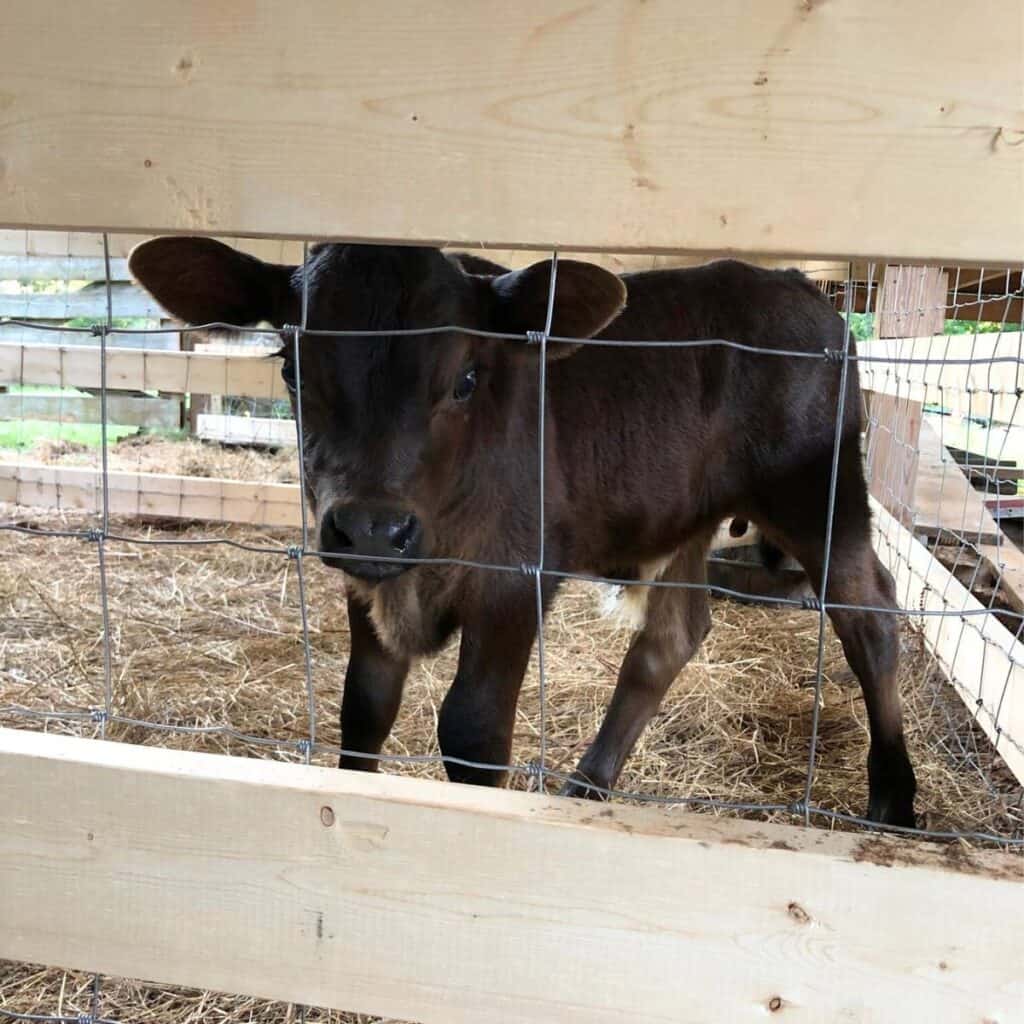 A young black bull calf inside a barn stall and looking at the camera.