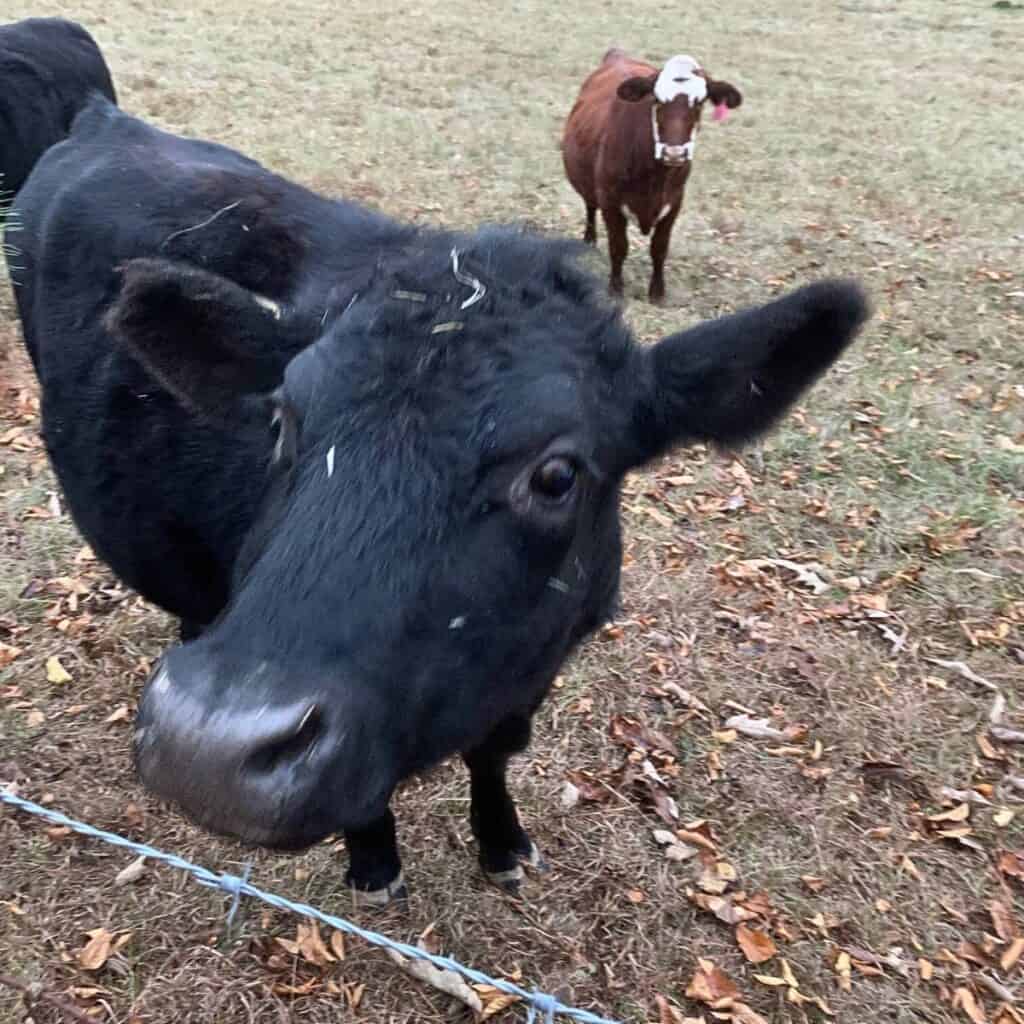 Three cows in a pasture. A black Angus cow is taking a close-up looking at the camera.