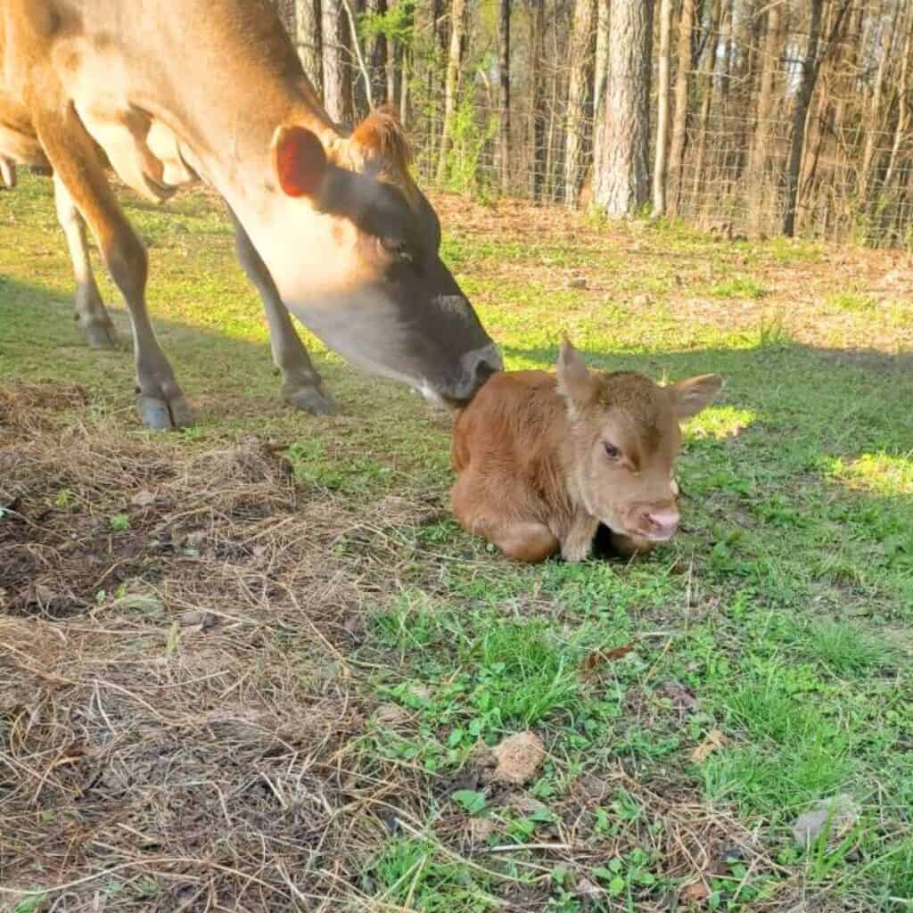 A mama Jersey cow licking her new baby calf laying down in a green pasture.